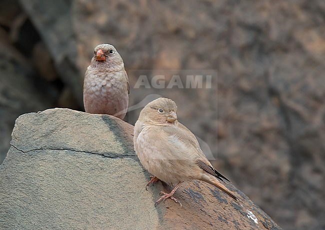 Adult male and female Trumpeter Finch (Bucanetes githagineus). Side view of a pair perched in rocky terrain. stock-image by Agami/Kari Eischer,