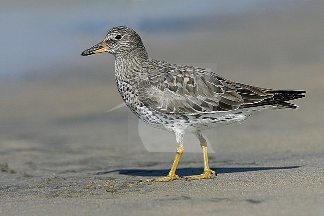 Adult in transition to breeding
Los Angeles Co., CA
March 2009 stock-image by Agami/Brian E Small,