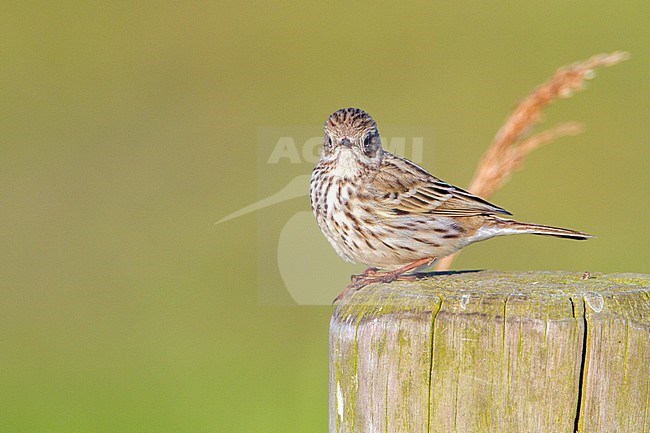  stock-image by Agami/Menno van Duijn,