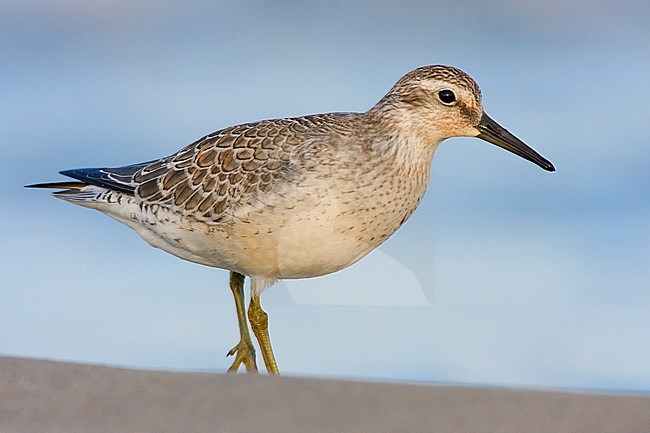 Red Knot, Calidris canutus stock-image by Agami/Saverio Gatto,