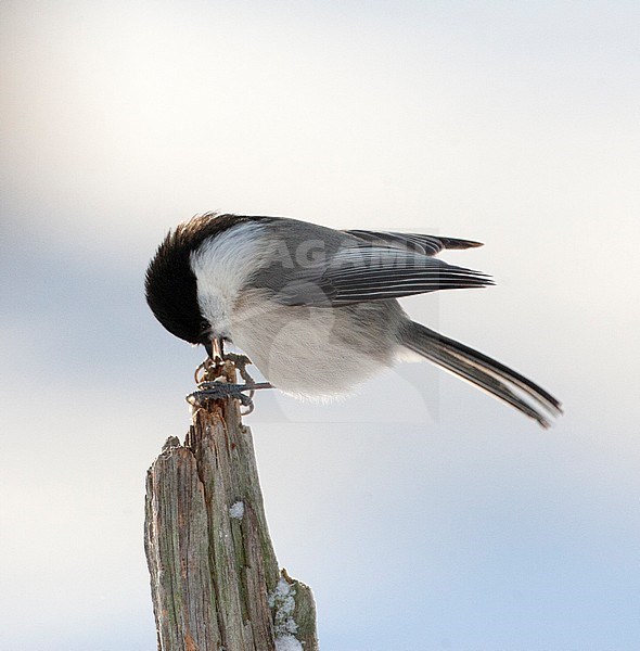 Willow Tit (Poecile montanus borealis) in a taiga forest near Kuusamo in Finland during cold winter. Foraging on nuts. stock-image by Agami/Marc Guyt,