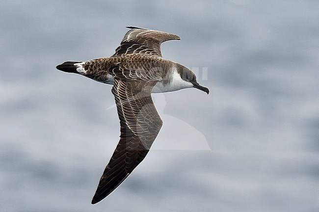 Great Shearwater (Ardenna gravis) in flight. stock-image by Agami/Laurens Steijn,