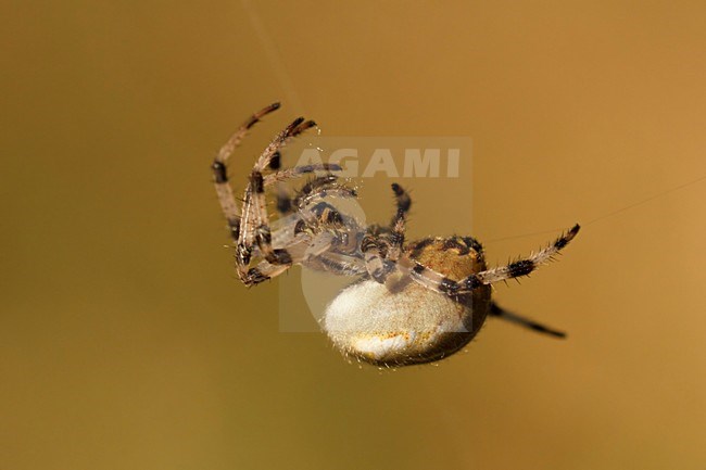 vierwielwebspin;  four-spot orb-weaver stock-image by Agami/Walter Soestbergen,