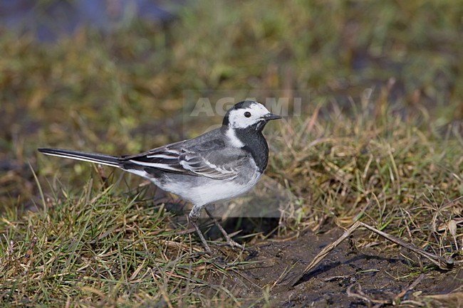 Pied Wagtail in gras; Pied Wagtail in grass stock-image by Agami/Arie Ouwerkerk,