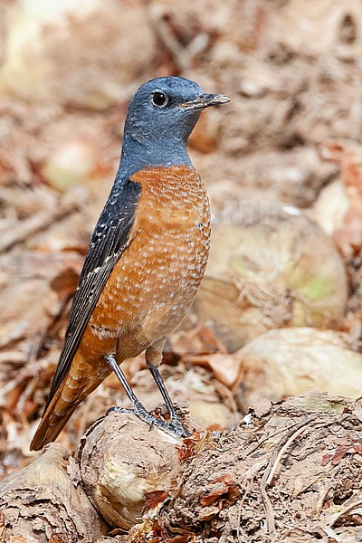 Male Rufous-tailed Rock Thrush (Monticola saxatilis) during spring migration at Yotvata, Israel stock-image by Agami/Marc Guyt,