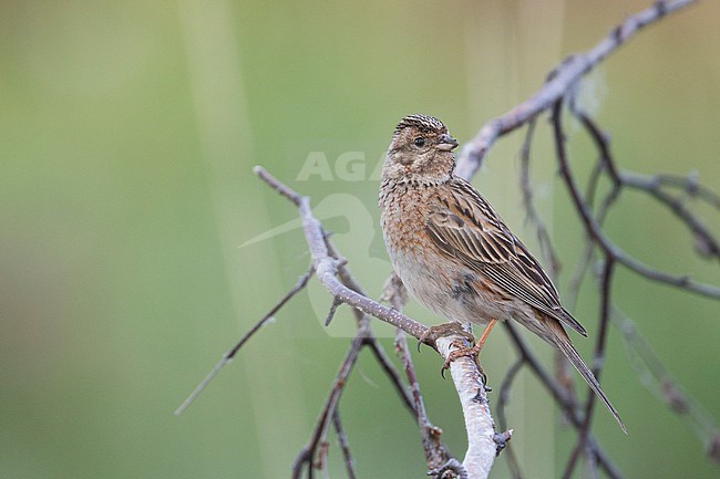 Pine Bunting - Fichtenammer - Emberiza leucocephalos leucocephalos, Russia (Baikal), adult female stock-image by Agami/Ralph Martin,