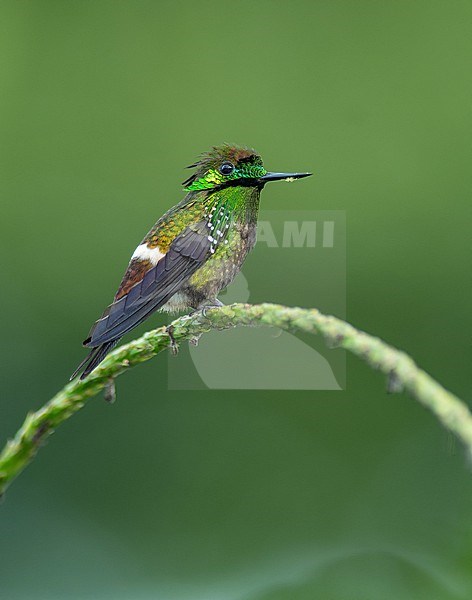 A male Butterfly Coquette (Lophornis verreauxii) perched on a green branch in Madre de Dios, Peru, South-America. stock-image by Agami/Steve Sánchez,