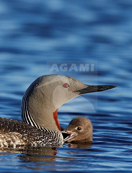 Zwemmende Roodkeelduiker met jong; Swimming Red-throated Loon with young stock-image by Agami/Markus Varesvuo,