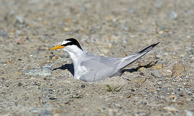Dwergstern, Little Tern, Sternula albifrons stock-image by Agami/Markus Varesvuo,