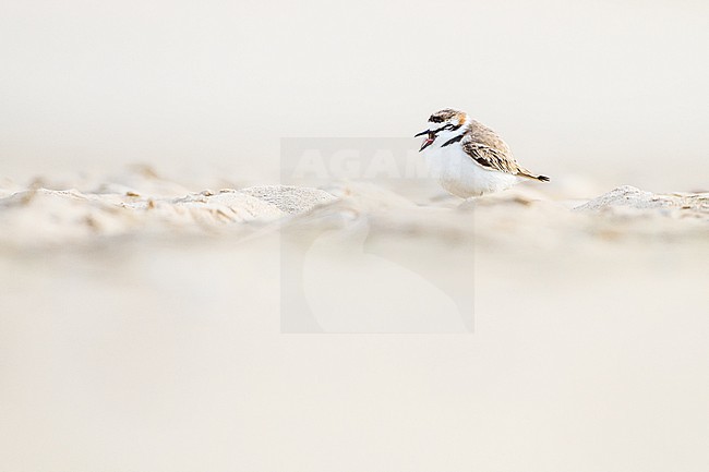 Strandplevier, Kentish Plover, Charadrius alexandrinus adult male on sand beach on north sea coast stock-image by Agami/Menno van Duijn,