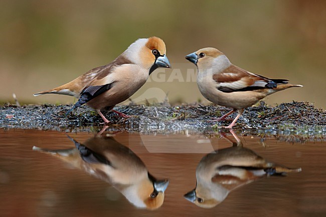 Appelvink bezig met parings dans, Hawfinch busy with mating dance, Coccothraustes coccothraustes stock-image by Agami/Walter Soestbergen,