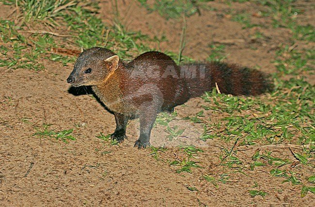 Endemic Ring-tailed Mongoose (Galidia elegans), also known as the ring-tailed vontsira, in Madagascar. stock-image by Agami/Pete Morris,