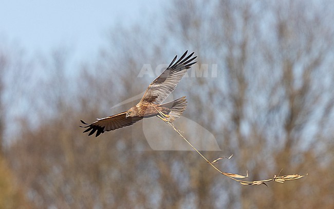 Western Marsh Harrier (Circus aeruginosus) adult male in flight with nest-material near Copenhagen, Denmark stock-image by Agami/Helge Sorensen,
