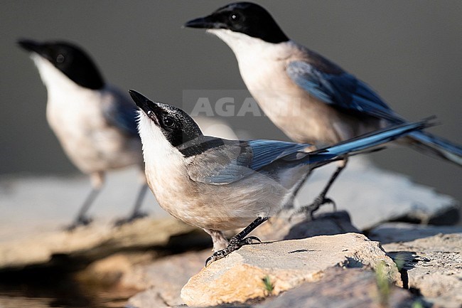 Iberian Magpie (Cyanopica cooki) in Extremadura, Spain stock-image by Agami/Marc Guyt,
