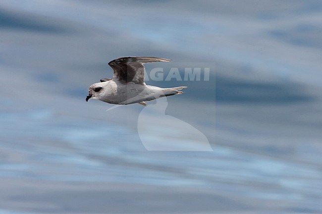 Parelgrijs Stormvogeltje in de vlucht; Fork-tailed Storm-petrel in flight stock-image by Agami/Martijn Verdoes,