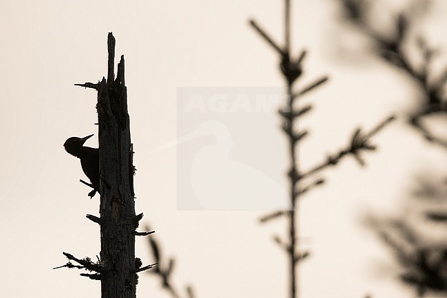 Black Woodpecker - Schwarzspecht - Dryocopus martius martius, Germany (Baden-Württemberg), adult, male stock-image by Agami/Ralph Martin,
