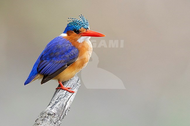 Malachite Kingfisher (Corythornis cristatus), adult with erected tuft perched on a branch, Mpumalanga, South Africa stock-image by Agami/Saverio Gatto,