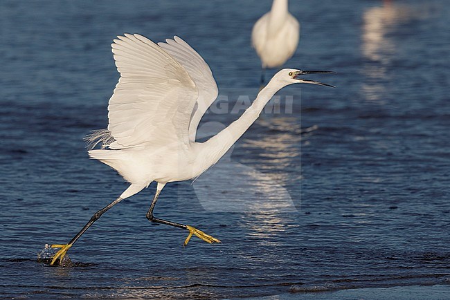Little Egret (Egretta garzetta), side view of an adult running on the shore, Campania, Italy stock-image by Agami/Saverio Gatto,
