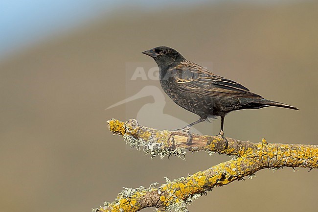 Immature male
Santa Barbara Co., CA
November 2021 stock-image by Agami/Brian E Small,
