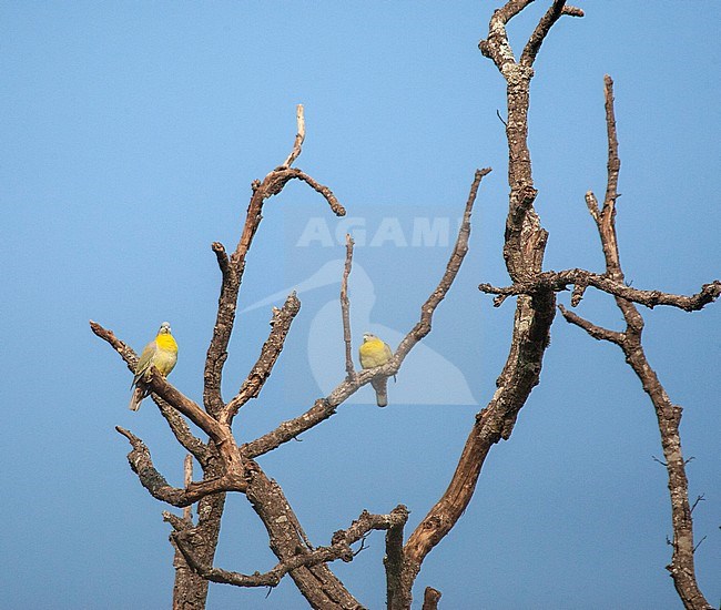 Two Yellow-footed green pigeons (Treron phoenicoptera), also known as yellow-legged green pigeon, perched in the top of a dead tree. stock-image by Agami/Marc Guyt,