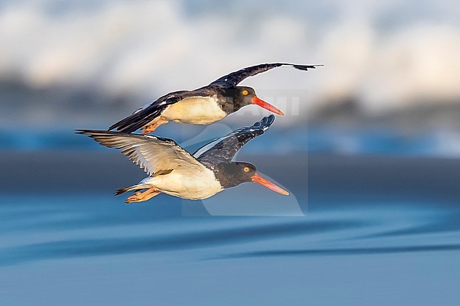 Adult American Oystercatcher (Haematopus palliatus) flying over the beach at dusk in North Wildwood, near Cape May, New Jersey, United States of America. stock-image by Agami/Vincent Legrand,