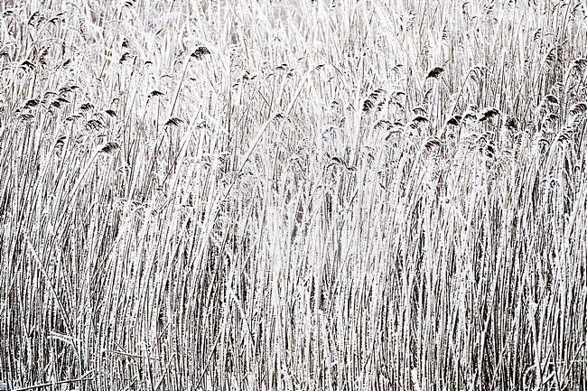 Riet in de sneeuw; Reed in snow stock-image by Agami/Menno van Duijn,