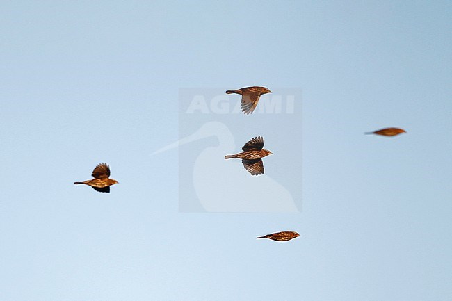 Red-winged Blackbird (Agelaius phoeniceus), flock in flight during migration at Cape May, New Jersey, USA stock-image by Agami/Helge Sorensen,