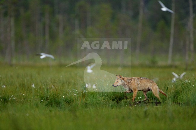 Mannetje Europese Wolf, Male European Wolf stock-image by Agami/Danny Green,