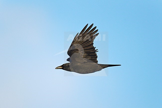 Vliegende, trekkende Zwarte Kraai in blauwe lucht. Flying Carrion Crow against blue sky. stock-image by Agami/Ran Schols,