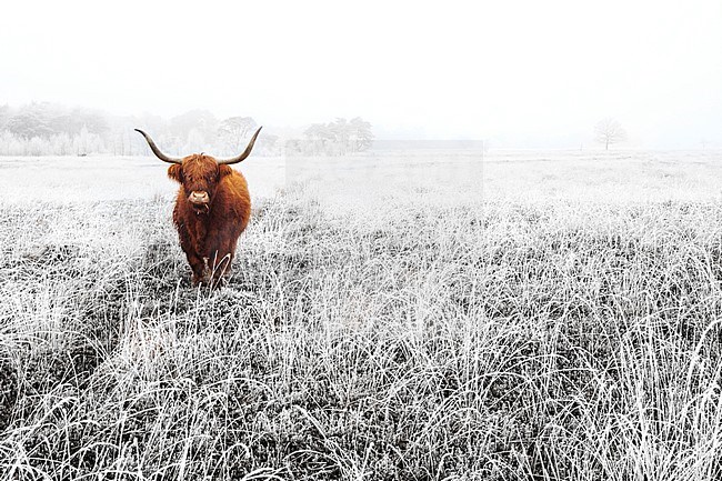 Schotse Hooglanders in natuurgebied, Highland Cattle in nature reserve stock-image by Agami/Wil Leurs,