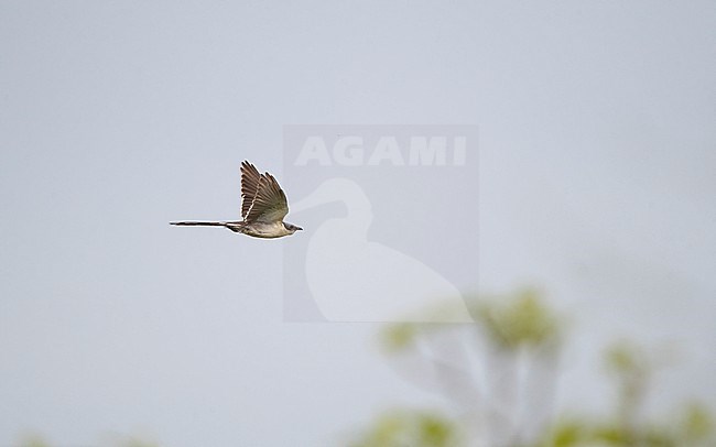 Adult Great Spotted Cuckoo (Clamator glandarius) in flight at Extremadura, Spain stock-image by Agami/Helge Sorensen,
