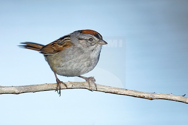 Adult breeding plumaged Swamp Sparrow (Melospiza georgiana) on the arctic tundra of Churchill, Manitoba province in Canada. Perched on a branch with water as background. stock-image by Agami/Brian E Small,