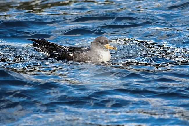 Immature Cory's Shearwater sitting on sea in new harbour, Corvo, Azores. October 2006. stock-image by Agami/Vincent Legrand,