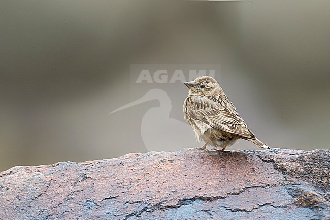 Eastern Rock Sparrow - Steinsperling - Petronia petronia intermedia, Tajikistan, adult stock-image by Agami/Ralph Martin,