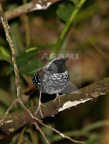 Male Squamate Antbird (Myrmoderus squamosus) perched in understory of a coastal Atlantic rainforest in Brazil. stock-image by Agami/Andy & Gill Swash ,