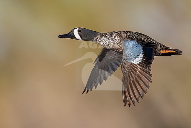 Adult male Blue-winged Teal (Anas discors) flying above pond in Manitoba, Canada. stock-image by Agami/Glenn Bartley,