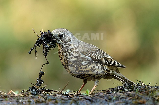 Grote Lijster met nest materiaal, Mistle Thrush with nest material, stock-image by Agami/Walter Soestbergen,
