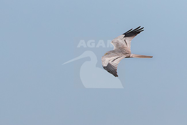 Male Montagu's Harrier (Circus pygargus) in flight in Spain. stock-image by Agami/Marc Guyt,