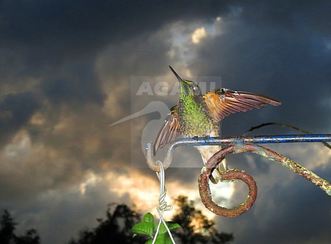 Bruinstaart-hoornkolibrie zittend bij zonsondergang; Buff-tailed Coronet perched at sunset stock-image by Agami/Marc Guyt,