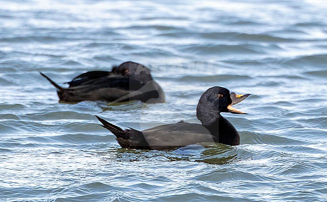 Wintering male Common Scoter (Melanitta nigra) swimming in harbour of IJmuiden, Netherlands. stock-image by Agami/Marc Guyt,