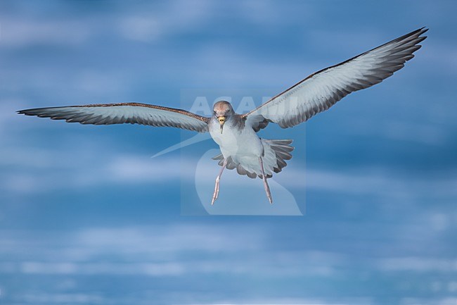 Vliegende Scopoli's Pijlstormvogel; Scopoli's Shearwater in flight stock-image by Agami/Daniele Occhiato,