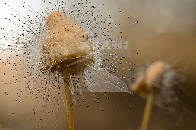 Mycenaparasiet, bonnet mould stock-image by Agami/Rob de Jong,