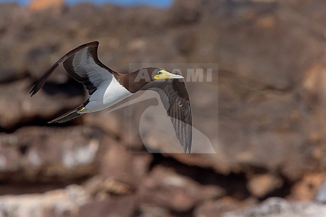 Brown Booby, adult, flight, Raso, Cape Verde (Sula leucogaster) stock-image by Agami/Saverio Gatto,