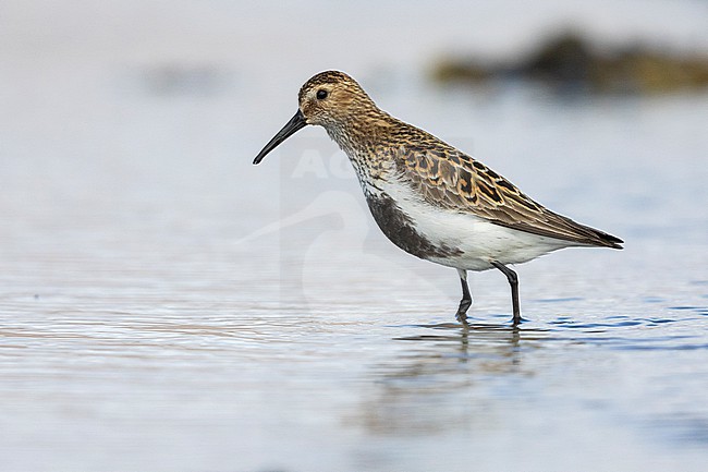 Dunlin (Calidris alpina), side view of an adult standing in the water, Capital Region, Iceland stock-image by Agami/Saverio Gatto,