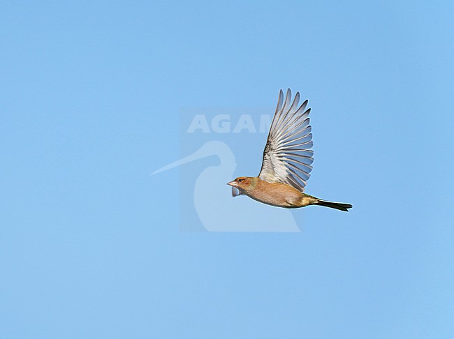 Male Common Chaffinch (Fringilla coelebs) on migration, flying against blue sky in sideview showing underside stock-image by Agami/Ran Schols,