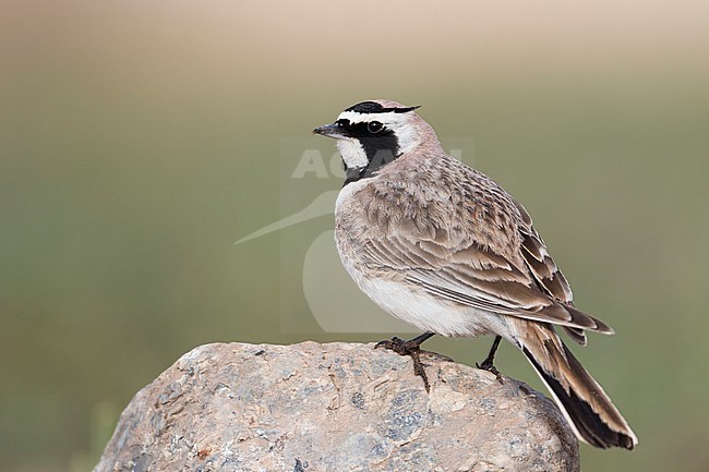 Adult Steppe Horned Lark (Eremophila alpestris brandtii) in breeding plumage, standing on the ground in steppes of Kyrgyzstan. On lookout looking over shoulder. stock-image by Agami/Ralph Martin,
