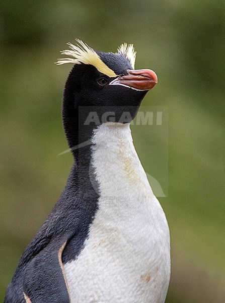 Portrait of an adult Erect-crested Penguin (Eudyptes sclateri) on the Antipodes Islands, New Zealand. Proud looking individual. stock-image by Agami/Marc Guyt,