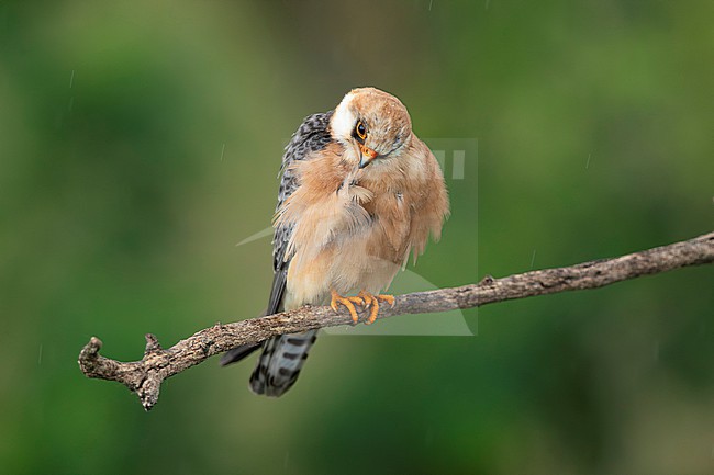 adult female red-footed falcon (Falco vespertinus) preening its breast feathers in the rain while perching on a branch, found in Hortobagy National Park stock-image by Agami/Mathias Putze,