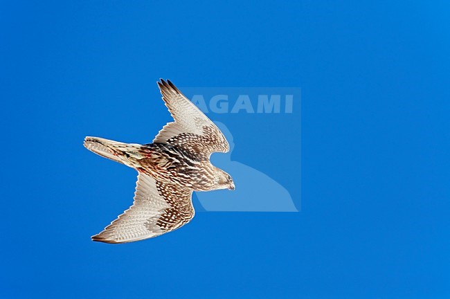 Giervalk onvolwassen vliegend; Gyr Falcon immature flying stock-image by Agami/Markus Varesvuo,