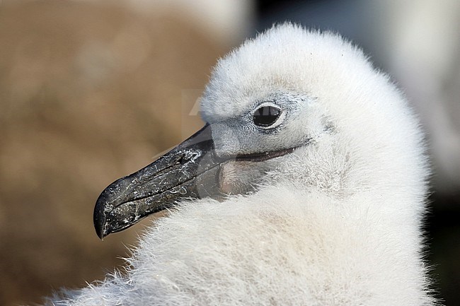 A chick Black-browed Albatross has a fluffy appearance. stock-image by Agami/Jacques van der Neut,